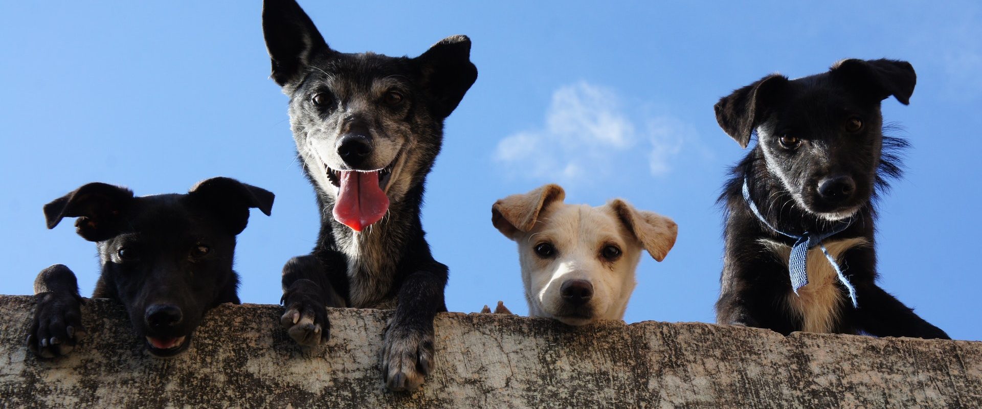 black-and-white-short-coated-dogs-3628100