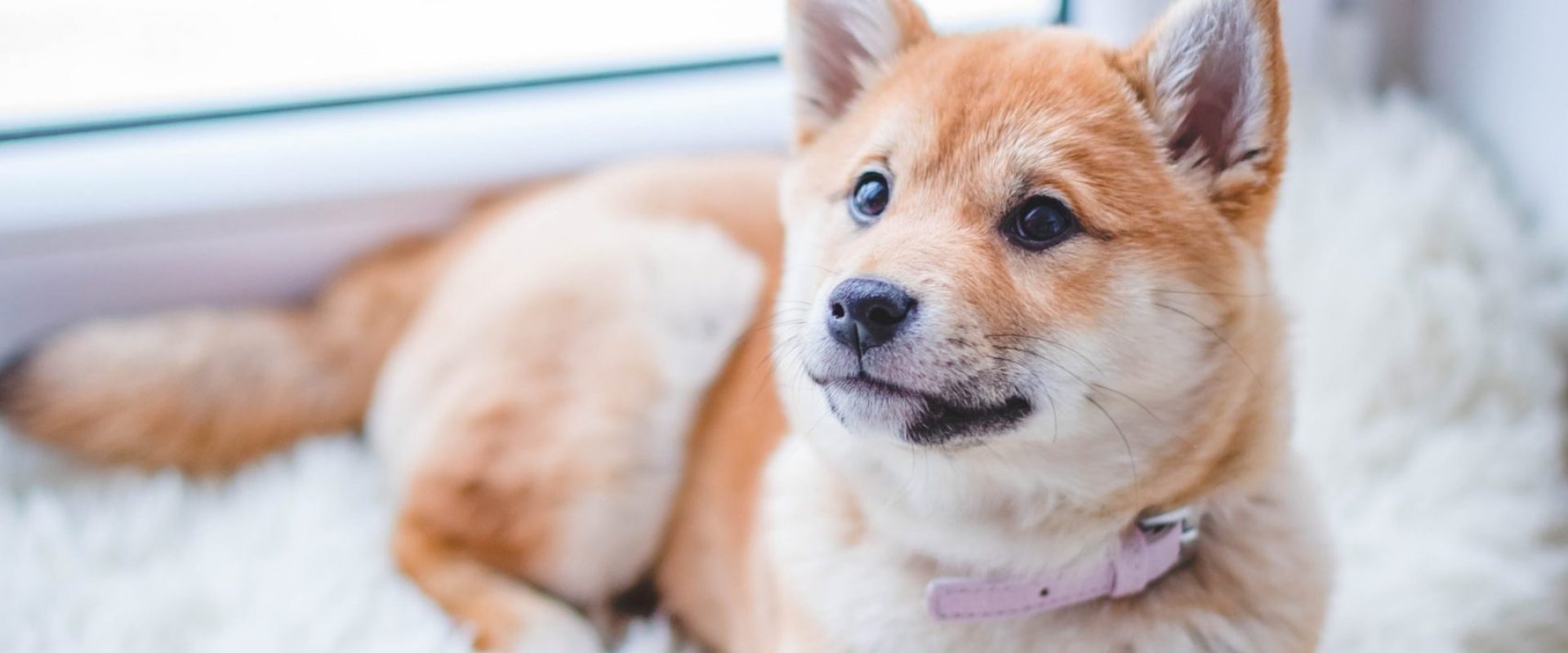 brown-and-white-short-coated-puppy-1805164