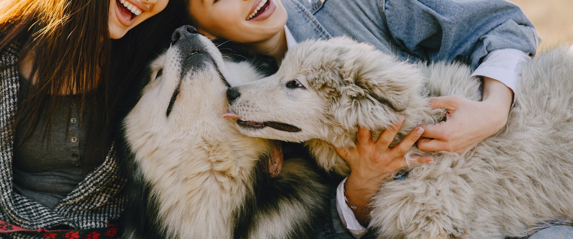 happy-girlfriends-caressing-husky-dogs-in-sunlight-4148874